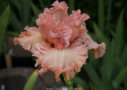 Strawberry Shake, Keppel 2011, Height 36”, Höhe 91 cm