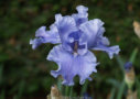 Overseas, Ghio 1993, Height 38”, Höhe 97 cm