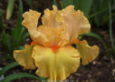 Orange Blossom Junction, Sutton 2011, Height 22”, Höhe 56 cm