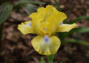 Spirited, Sutton 2006, Height 10”, Höhe 25 cm