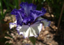Texas Two Step,  Sutton 2012, Height 37”, Höhe 94 cm