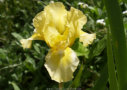 Yellow Girl, Jones 1983, Height 12”, Höhe 30 cm