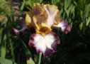 Hinduh Magic, Blyth 1981, Height 42”, Höhe 107 cm