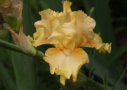 Soft Word,  Keppel 2007, Height 27”, Höhe 69 cm