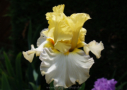 Lemon Drift, Blyth 2013, Height 40”, Höhe 102 cm
