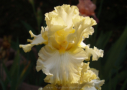 Lemon Frappucino, Sutton 2007, Height 32”, Höhe 81 cm