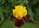 Andalou, Cayeux 1995, Height 33”, Höhe 85 cm