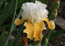 Apricot Frosty, Niswonger 1992, Height 23”, Höhe 58 cm