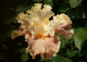 Australian Rose, Sutton 2009, Height 34”, Höhe 86 cm
