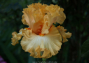 Apricot Cocktail, Sutton 2011, Height 35”, Höhe 89 cm