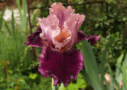 Autumn Jewel, Black 2020, Height 32”, Höhe 81 cm
