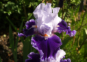 Belle de Nuit, Cayeux 1999, Height 33”, Höhe 85 cm