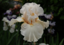 Bride's Blush, Sutton 2003, Height 37”, Höhe 94 cm