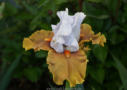 But Beautiful, Blyth 1998, Height 38”, Höhe 96 cm