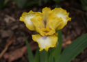 Bluebeard's Gold, Sutton 2013, Height 12”, Höhe 30 cm
