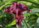 Burgundy Bubbles, Maryott's Gardens 1986, Höhe 60 cm