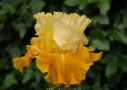 Caramel Dream, Sutton 2006, Height 33”, Höhe 84 cm