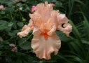 Coral Satin, Hamblen 1980, Height 32”, Höhe 81 cm