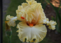 Citrus Medley, Sutton 2016, Height 38”, Höhe 97 cm