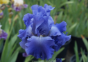 Chou Bleu, Cayeux 2004, Height 37”, Höhe 95 cm