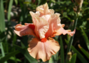 Coral Charm, Johnson 2013, Height 35”, Höhe 89 cm