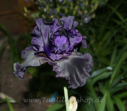 Dark Passion,  Schreiner 1998, Height 35”, Höhe 89 cm