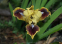 Golden Ruby, Niswonger 1986, Height 12”, Höhe 30 cm