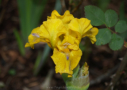 Golden Folly, Sutton 2011, Height 9”, Höhe 23 cm