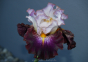 Gilty Pleasure, Sutton 2016, Height 31”, Höhe 79 cm