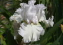 Janet's Joy, Grosvenor 2008, Height 36”, Höhe 91 cm